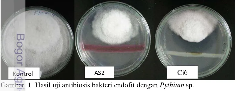 Gambar  1  Hasil uji antibiosis bakteri endofit dengan Pythium sp. 