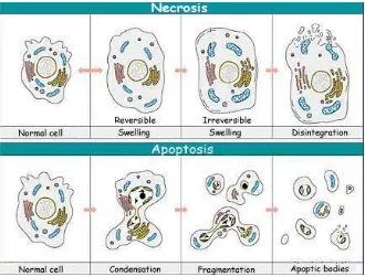 Gambar 1. Kematian sel terprogram (apoptosis) dan nekrosis 43
