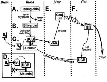 Gambar 2. Alur metabolisme bilirubin 49 