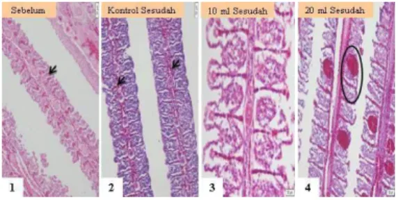 Gambar 7. Gambaran insang ikan sebelum dan  sesudah perlakuan Bacillus spp. (1) Hasil 