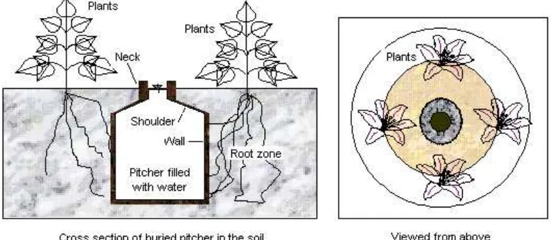 Figure 1. Scheme of pitcher irrigation and planting layout (Saleh,2000) 