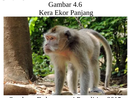 Gambar 4.6 Kera Ekor Panjang