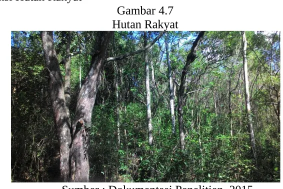Gambar 4.7Hutan Rakyat