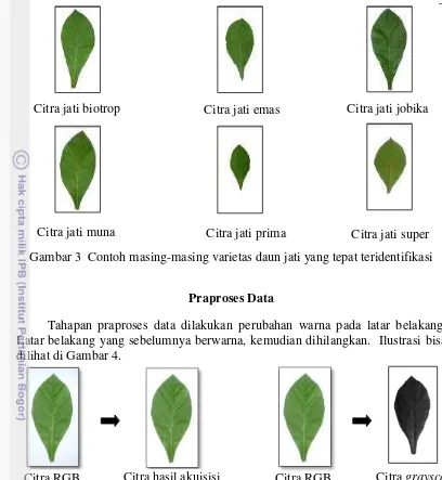 Gambar 3  Contoh masing-masing varietas daun jati yang tepat teridentifikasi 