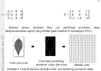 Gambar 8  Contoh ilustrasi ekstraksi fitur  ciri morfologi perimeter daun. 