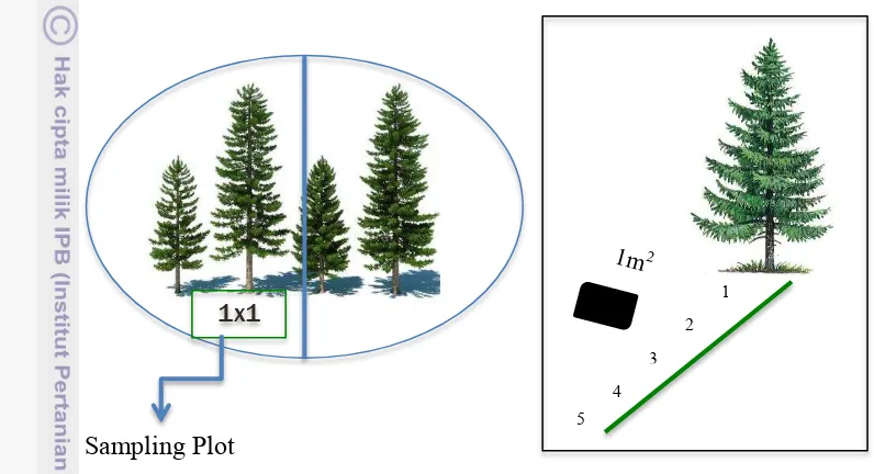 Figure 2. Sampling plot on agroforestry system in Lembang, West Java 