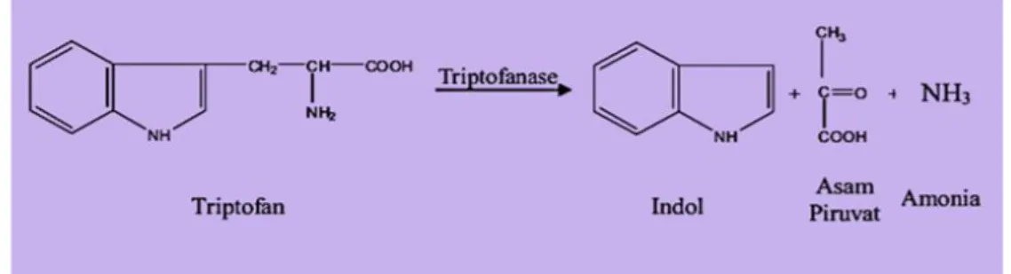 Gambar 1. Reaksi oksidasi Triptofan oleh enzim triptofanase (Cappucino   dan sherman.,2005)
