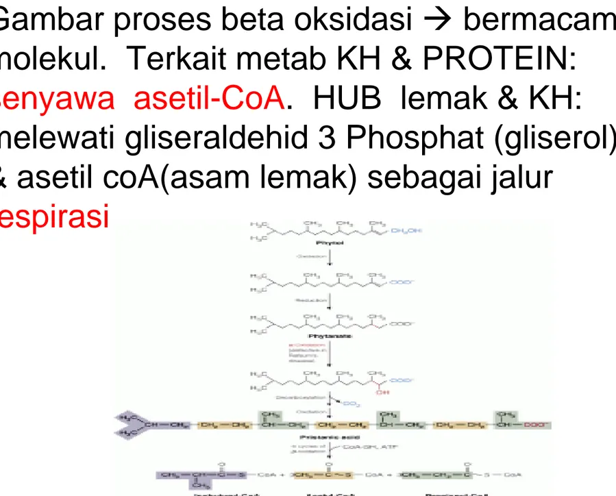 Gambar proses beta oksidasi  bermacam  molekul.  Terkait metab KH &amp; PROTEIN: 