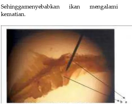 Gambar 4. Morfologi Insang Ikan Bandeng Pada Perlakuan 394,43 ppm 