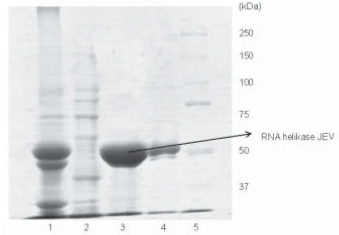 Gambar 1. Analisis SDS-PAGE enzim RNA helikase JEV, lane 1: pelet sel;lane 2: inner volum; lane 3: enzim helikase (elusi 1); lane 4: enzim helikaseelusi 2; lane 5: marka protein