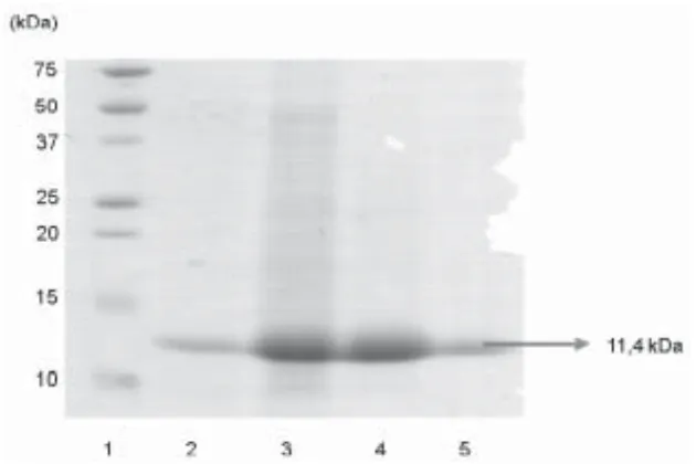 Gambar 4. Hasil SDS-PAGE inhibitor RNA helikase JEV dengan pewarnaaNCoommasie blue G-250 Lane 1: marka protein; lane 2: ekstrak kasar; lane 3:saturasi amonium sulfat 60%; lane 4 dan 5: fraksi gel filtrasi