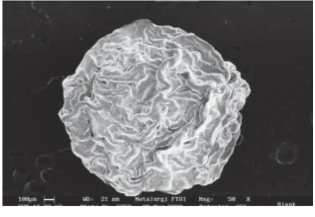 Gambar 1. Foto SEM (perbesaran 50 x) butiran alginat 2%tanpa sel bakteri