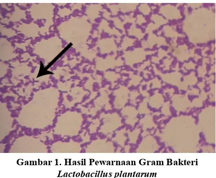 Gambar 1. Hasil Pewarnaan Gram Bakteri           