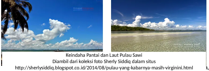 Gambar beberapa biota laut yang terdapat di Pulau Sawi.