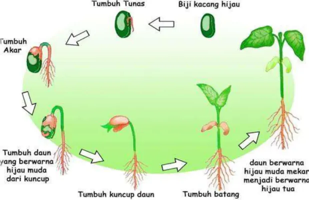 Gambar 2.4 Urutan pertumbuhan pada pohon kecambah 