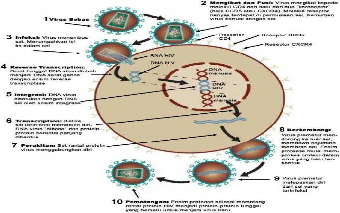 Gambar 6. Siklus Hidup HIV14 
