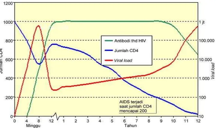 Gambar 7. Perjalanan Infeksi HIV17 