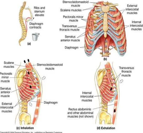 Gambar 2. Otot-otot yang digunakan saat inhalasi dan ekshalasi 30 