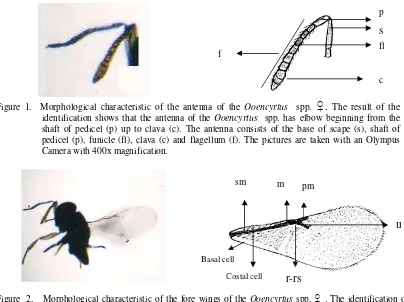 Figure  2.   Morphological characteristic of the fore wings of the Ooencyrtus spp. ♀ 