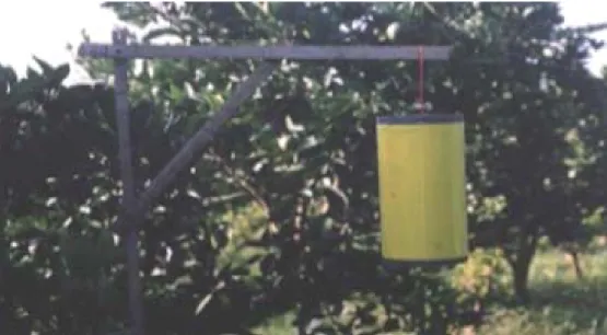 Gambar 1. Pemasangan perangkap kuning diantara pohon jeruk dengan ketinggian sekitar tengah tajuk tanaman.