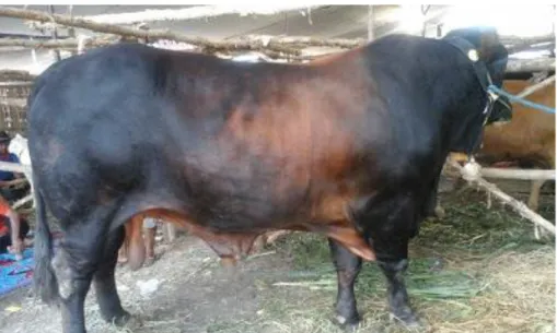 Gambar 3. Sapi Peranakan Limousin Ongole (Limpo) 