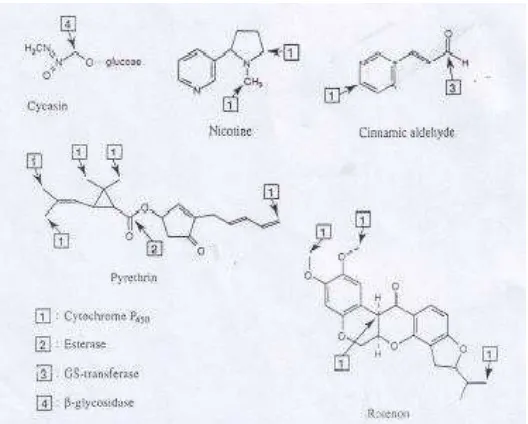 Gambar 1. Beberapa sistem enzim yang berperan dalam detoksifikasi allelokimia 