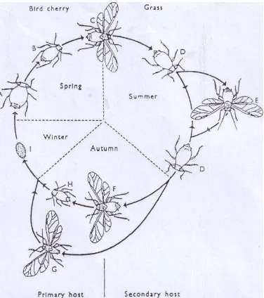 Gambar 3. Siklus hidup aphid heteroecious, Rhapalosiphum padi yang memperlihatkan  