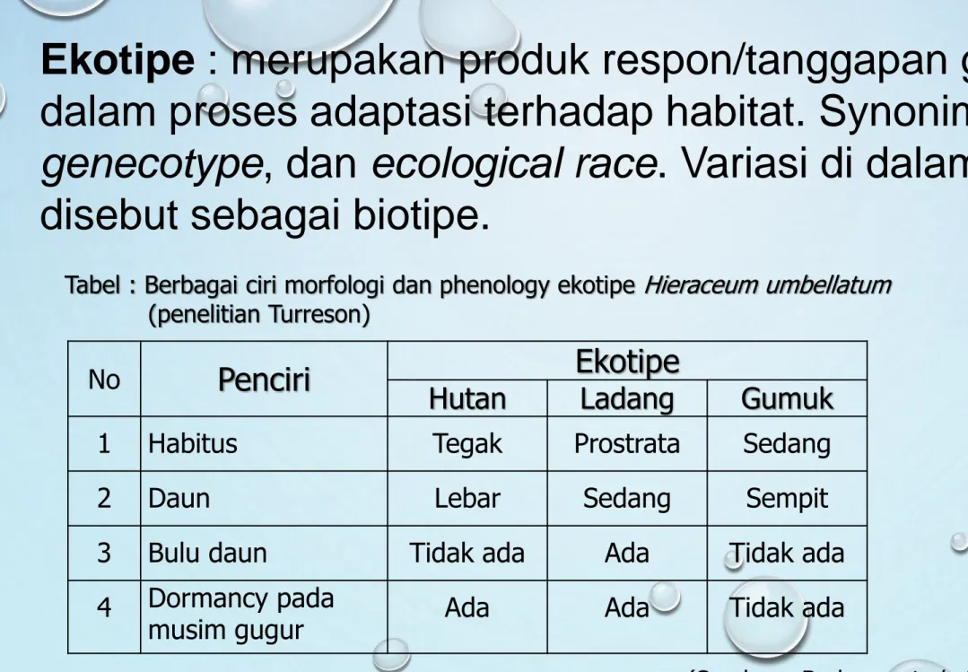 Tabel : Berbagai ciri morfologi dan phenology ekotipe  Hieraceum umbellatum (penelitian Turreson)