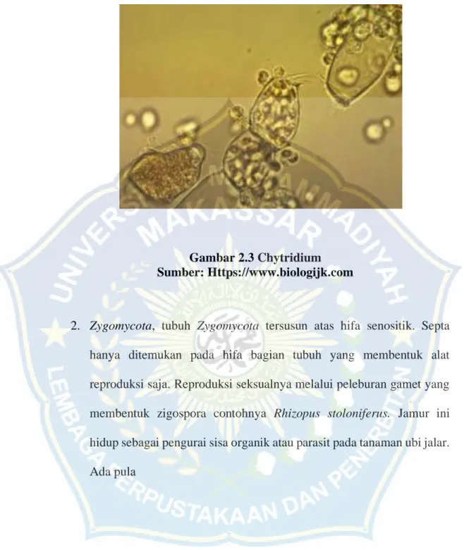 Gambar 2.3 Chytridium  Sumber: Https://www.biologijk.com 