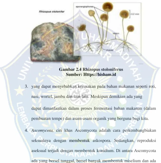 Gambar 2.4 Rhizopus stoloniferus  Sumber: Https://hisham.id 