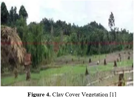 Figure 4. Clay Cover Vegetation [1] 
