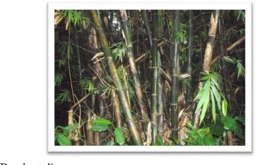 Gambar 1 Bambu tali 