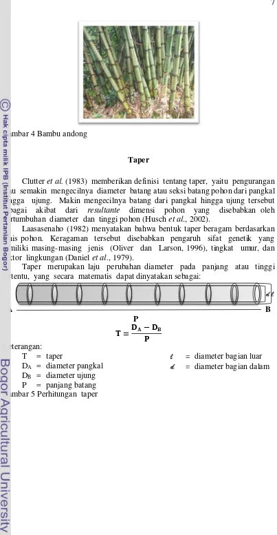 Gambar 4 Bambu andong 