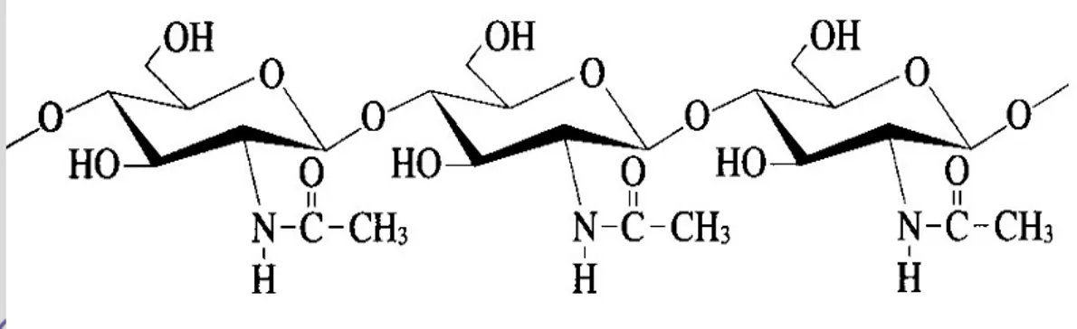 Gambar 1 Struktur kimia kitin (poli-N-asetil-glukosamin)  
