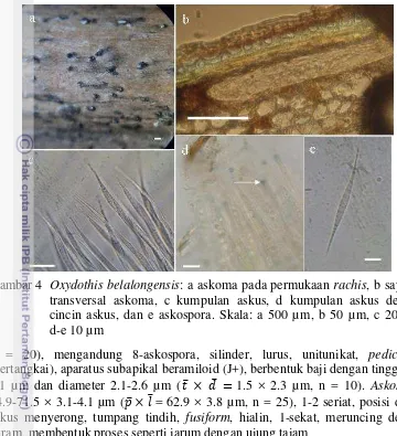 Gambar 4 Oxydothis belalongensis: a askoma pada permukaan rachis, b sayatan 