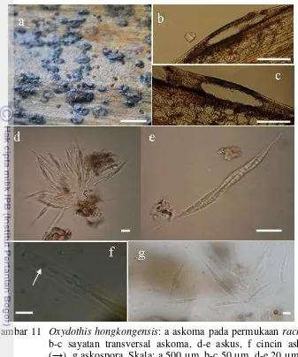Gambar 11  Oxydothis hongkongensis: a askoma pada permukaan rachis, 