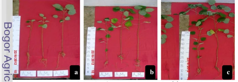 Gambar 1  Keragaman pertumbuhan G. arborea pada umur 12 MST: (a) A0M0, A1M0, A2M0; (b) A0M1, A1M1, A2M1; (c) A0M2, A1M2, A2M2 (A0=tanpa pemberian arang tempurung kelapa; A1=pemberian arang tempurung kelapa taraf 10% (v:v); A2=pemberian arang tempurung kelapa taraf 20% (v:v); M0=tanpa inokulasi FMA; M1=inokulasi FMA jenis Glomus sp.; M2=inokulasi FMA jenis Gigaspora  sp.) 