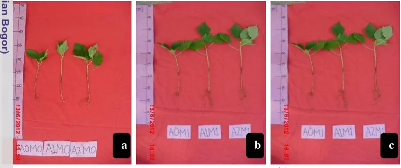 Gambar 2  Keragaman pertumbuhan O. bicolor pada umur 8 MST: (a) A0M0, A1M0,  A2M0;  