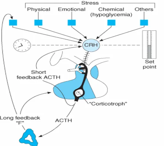 Gambar 2. Mekanisme yang terjadi pada aksis Hipotalamus-Hipofisis-Adrenal.10Sekresi fisiologis dari ACTH diperantarai oleh pengaruh neural terhadap komplekhormon, dimana hormon paling penting adalah Corticotropin-Releasing Hormone