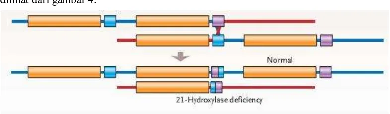 Gambar 3. Regio kromosom 6p21.3 yang mengandung gen-gen yang bertanggungjawab pada enzim 21-OH