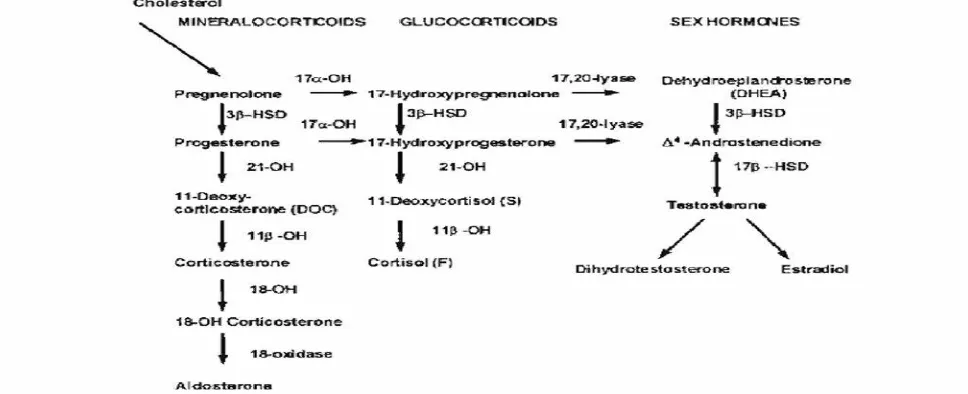 Gambar 1. Skema proses steroidogenesis.7 Untuk mensintesis hormon progesteron,mineralokortikoid (aldosteron), glukokortikoid (kortisol), dan androgen (testosteron)