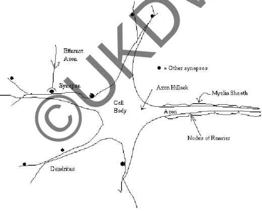 Gambar 2.1 Susunan Syaraf Manusia 