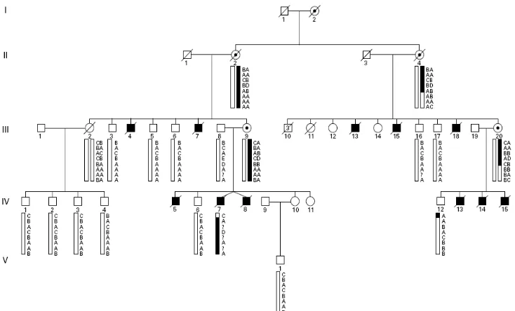 Figure 6. Haplotypes within family W92-053 as described by Hamel et al 