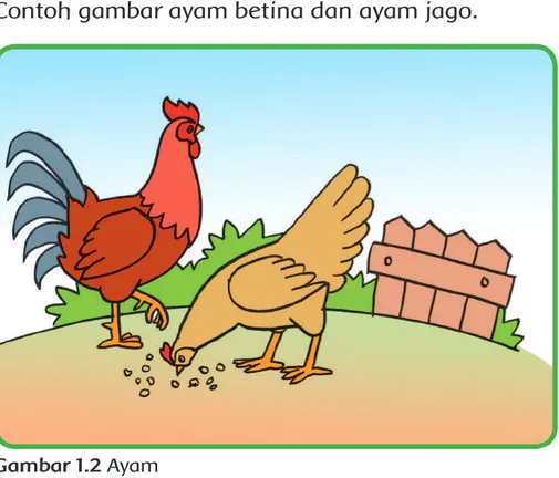 Gambar 1.2 Ayam 