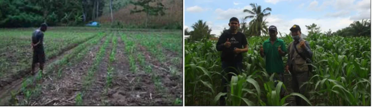 Gambar 3. Dokumentasi kegiatan Kajian Adaptif VUB jagung hibrida Badan Litbang di  Sulawesi Barat 