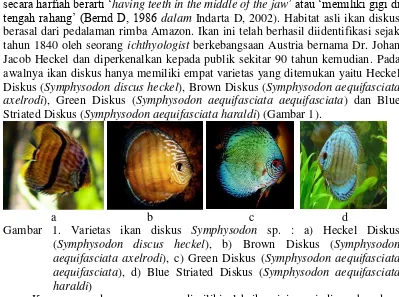 Gambar 1. Varietas ikan diskus Symphysodon sp. : a) Heckel Diskus 