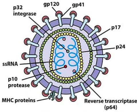 Gambar 1 : Morfologi Virus HIV75