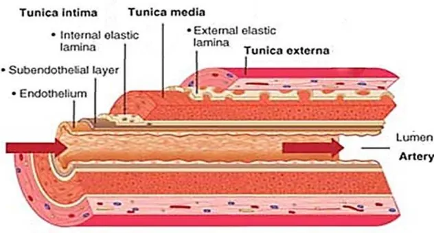 Gambar 4 : Struktur dinding pembuluh darah arteri 37