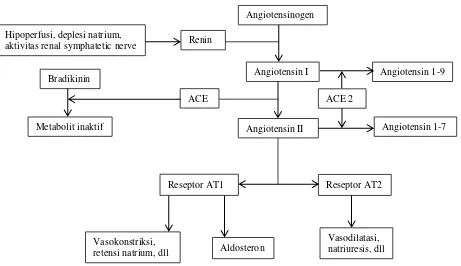 Gambar 1. Sistem renin –                  terjadinya hipertensi. angiotensin – aldosteron dalam mekanisme  25 
