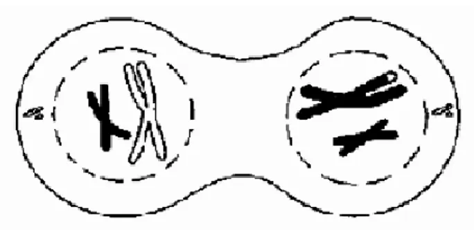 Diagram 1 Shows A Stage Of Mitosis In The Plant Rajah 1 Menunjukkan Satu Peringkat Mitosis Pada 2600